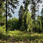 Leśna przecinka w masywie Jaworza, fot. Kacper Szymański