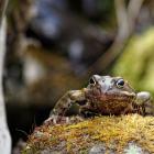 Fot. Łukasz Janczy, Tatrzański Park Narodowy
