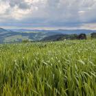 Panorama Beskidu Niskiego znad Kąclowej, widoczna m.in. Magura Małastowska, fot. Kacper...