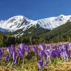 Wiosenne krokusy to znak rozpoznawczy Polany Chochołowskiej Fot. Adobe Stock