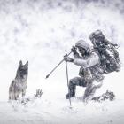 Pomocne w szukaniu ludzi pod śniegiem są specjalnie przeszkolone psy. Zdjęcie Adobe Stock