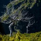 Portugalia Madera Suche pnie wrzośca drzewiastego wprowadzają na szlakach mroczny...