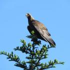 Dorosly orzel przedni, fot. Marian Stój