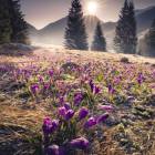 Tatry, Polana Chochołowska o wschodzie słońca. Zdjęcie Karol Nienartowicz

