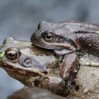 Żaba 
trawna Fot. Jan Krzeptowski-Sabała