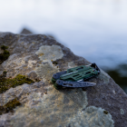 Leatherman Signal, zdjęcie Leatherman