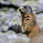 Obserwacje świstaków mogą sprawić wiele przyjemności. Żyją w grupach rodzinnych i są...