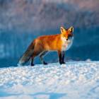 Tatry Zachodnie. Zdjęcie Bartek Muracki
