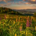 Letnie łąki w Górach Kaczawskich, zdjęcie Rafał Kotylak