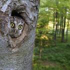 Włochatka w bukowej dziupli fot. Grzegorz Lesniewski