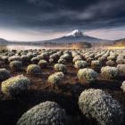 Zdjęcie Karol Nienartowicz