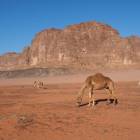 Wielbłądy wyjadają małe fioletowe kwiatki, które wyrosły po deszczach, zdjęcie Kamila...