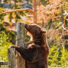 Niedźwiedź brunatny. Fot. Dreamnordno, Adobe Stock.