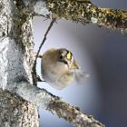 Mysikrólik Fot. Jan Krzeptowski-Sabała