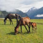 Nawet dziś konie w Tuszetii to niezawodny środek transportu. Łąka w Dolnym Omalo....