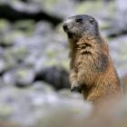 Świstaki można spotkać na wysokogórskich łąkach od końca kwietnia do początku...