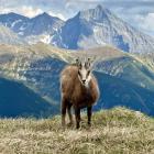 Czerwone Wierchy – kozica | Fot. Jan Krzeptowski-Sabała