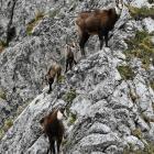 Kozice Fot. Jan Krzeptowski - Sabała