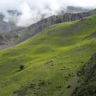 Kaukaz, Dagestan, lasy występują wyłącznie na północnych stokach pasm Bogos i Kad....