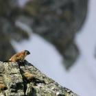 Świstaki można spotkać na wysokogórskich łąkach od końca kwietnia do początku...