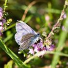 Góry Kaczawskie, Modraszek Telejus
fot. DE2 www.gorykaczawskie.pl