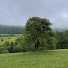 Fragment GSB do Krynicy-Zdroju prowadzi głównie przez łąki. Zdjęcie Kajetan Domagała