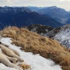 Dora, Alpy Karnickie, w drodze na Monte Zoufplan Fot. Karolina Futyma