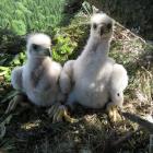 Dwojaczki orła przedniego, fot. Marian Stój