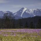 Co roku tłumy przyjeżdżają w Tatry, by podziwiać kwieciste łąki. Zdjęcie Agnieszka Tracz