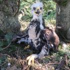 Młody orzeł przedni na gnieździe, fot. Marian Stój