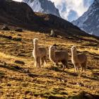 W Andach zamiast krów i owiec spotkamy alpaki,
puchate chmurki z uśmiechem równie...