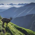 Dla takiego spotkania warto wejść na Wołowiec z samego rana Fot. Kuba Witos