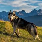 Psiak w górach może być wiernym i bardzo fotogenicznym towarzyszem. Zdjęcie Robert Górz