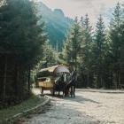 Konie na drodze nad Morskie Oko. Zdjęcie Adobe Stock
