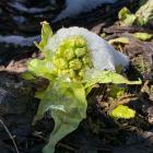 Lepiężnik biały Fot. Jan Krzeptowski-Sabała