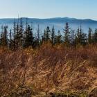 Widok z leśnej polany pod szczytem Wielkiej Czantorii AdobeStock