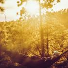  Hiszpania Teneryfa. Hamak rozpięty wśród sosen kanaryjskich Fot. Krzysztof Story 
