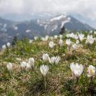 W masywie Rigi zaobserwowano aż jedną trzecią ze wszystkich występujących w Szwajcarii...