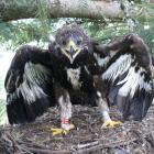 Młody orzeł przedni na gnieździe, fot. Marian Stój