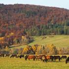 Fot. Anna Deszczycńska