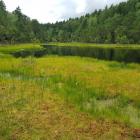 Torfowisko nad jeziorem Zawiad. Zdjęcie Anna Moś