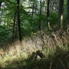 Las Oliwski. Zdjęcie D. Ożarowski