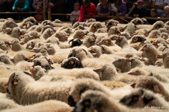 Redyk wiosenny w Szczawnicy. Fot. Kuba Polanowski