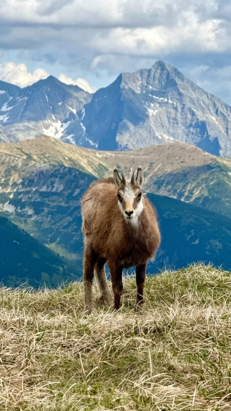 Dzikie Tatry są najpiękniejsze. Trzy wyjątkowe wycieczki z przyrodnikiem