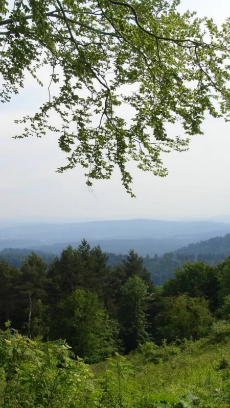 Turnicki Park Narodowy wciąż nie istnieje. „To jest bardzo unikatowy las”