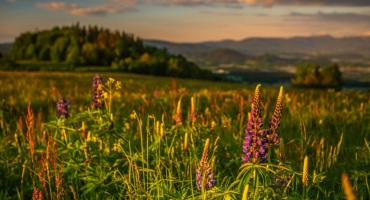 Dolnośląska Narnia?