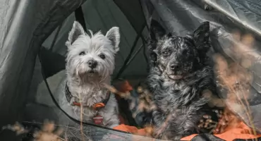 Polskie góry przyjazne dla psów - Wędruj z pupilem