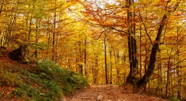 Bieszczady Jesienią