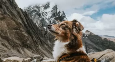 Psy na Szczytach: Przygody, Porady i Prawo