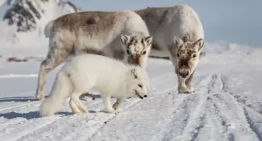 Kuchnia na krawędzi świata - dieta na Spitsbergenie